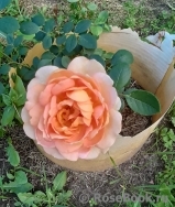 Lady of Shalott Lady of Shalott