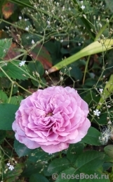 Lavender Ice Lavender Ice