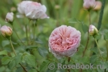 Abraham Darby Abraham Darby