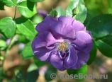 Rhapsody in Blue Rhapsody in Blue
