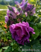 Rhapsody in Blue Rhapsody in Blue