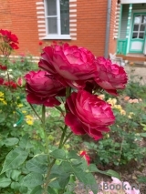 Belle de Segosa® Belle de Segosa®