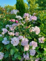 Couture Rose Tilia Couture Rose Tilia