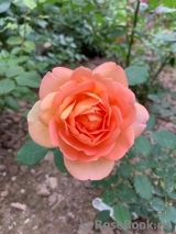 Lady of Shalott Lady of Shalott