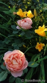 Lady of Shalott Lady of Shalott