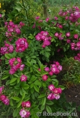Perennial Blue Perennial Blue