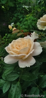 Lions Rose Lions Rose