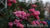 Centenaire de l'Haÿ-les-roses ® Centenaire de l'Haÿ-les-roses ®