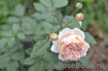 Crown Princess Margareta® Crown Princess Margareta®