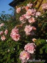 Clair Matin Clair Matin