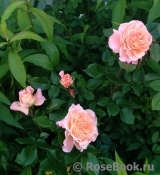 Augusta Luise Augusta Luise