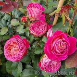 Centenaire de l'Haÿ-les-roses ® Centenaire de l'Haÿ-les-roses ®