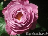 Muriel Robin Muriel Robin