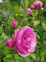 Pomponella Pomponella
