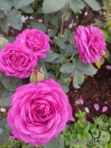 Heidi Klum Rose Heidi Klum Rose