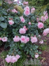 Mariatheresia Mariatheresia