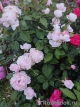 Rosalind Rosalind