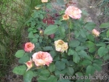 Jardins a Fleur D`eau