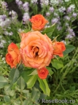 Mandarin Mandarin