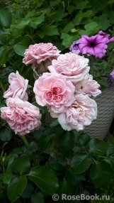 Home & Garden Home & Garden