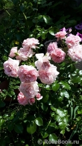Home & Garden Home & Garden