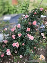 Starlet®-Rose Eva® Starlet®-Rose Eva®