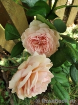 A Shropshire Lad A Shropshire Lad