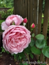 Brother Cadfael Brother Cadfael