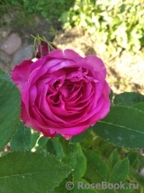 Reine des Violettes Reine des Violettes
