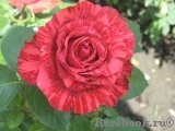Red Intuition Red Intuition