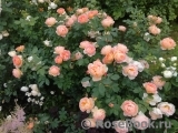 Lady of Shalott Lady of Shalott