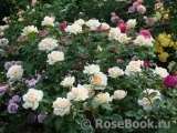 Chandos Beauty Chandos Beauty