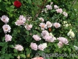 Couture Rose Tilia Couture Rose Tilia