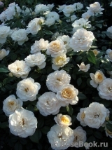 Lions Rose Lions Rose