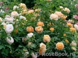 Lady of Shalott Lady of Shalott