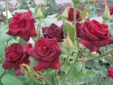 Black Baccara Black Baccara