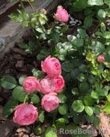 Pomponella Pomponella