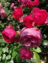 Pomponella Pomponella