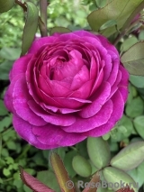 Heidi Klum Rose Heidi Klum Rose