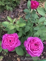 Heidi Klum Rose Heidi Klum Rose