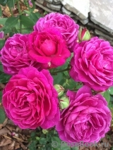 Heidi Klum Rose Heidi Klum Rose
