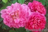 Princess Anne Princess Anne