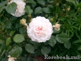 Great North Eastern Rose 