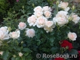 Chandos Beauty Chandos Beauty
