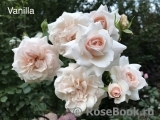 Vanilla- Vanilla-