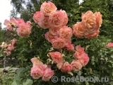 Peach Melba ® Peach Melba ®