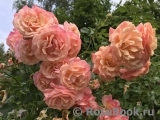 Peach Melba ® Peach Melba ®