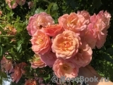 Peach Melba ® Peach Melba ®