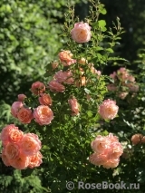 Peach Melba ® Peach Melba ®