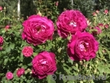 Scent of Woman ® Scent of Woman ®